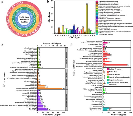 a Multidrug resistance profile. AGS aminoglycosides, LAS lincosamides, TCS tetracyclines, CAPS chloramphenicols, MLS macrolides, RMS rifamycins, SUL sulfonamides, QNS quinolones, CEPs cephalosporins, CTX cefotaxime, IMP imipenem, MEM meropenem, KAN kanamycin, PE colistin, VAN vancomycin, LIN lincomycin, TET tetracycline, CHL chloramphenicol, ERY erythrocin, RIF rifampicin, SIX sulfisoxazole, OFX ofloxacin. b COG database annotation. c GO database annotation. d KEGG database annotation.