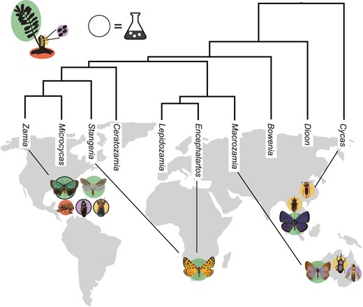 Coleoptera, Lepidoptera, and Thysanoptera were collected from four continents. Black lines connect each insect species to the cycad genus on which it feeds, and background colors represent the plant tissue on which each insect is specialized: green = leaves, yellow = cones, purple = pollen, and red = roots. All cycad herbivores encounter cycad toxins, regardless of the plant tissue on which they feed. Dark black outlines indicate the three insect genera that were subjected to the EcoMining approach.