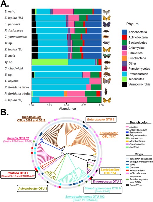A Community composition among a global sampling of cycad-feeding insects. Proteobacteria dominate the gut microbiomes of most cycadivorous insects, followed by Firmicutes and Bacteriodetes. B 16 S rRNA phylogenetic tree including 79 bacterial strains isolated from the guts of Eumaeus atala, Pharaxanotha floridana, and Rhopalotria slossoni. The 16 S rRNA gene from the six genomes of the genera Serratia, Pantoea, and Stenotrophomas, plus all the metagenomes data and the 16 S amplicon data were included. Core taxa identified after the integration of different datasets are highlighted: core taxa are shown within boxes and semi-conserved taxa shown underlined. Specific strains selected for further experimental characterization are shown between parentheses below their cognate OTUs.