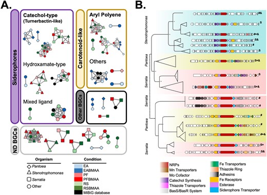 A BiG-SCAPE networks containing 85 complete and non-redundant BGCs identified in the six metagenomes obtained from the EcoMining experiments. Turnerbactin-like, catechol-type siderophore, and aryl polyene BGCs formed five and four clans, respectively. B CORASON analysis with 230 turnerbactin-like BGCs from Serratia, Pantoea, and Stenotrophomonas genomes were used to reconstruct a BGC phylogeny. Turnerbactin-like BGCs can be separated into two groups based on changes in the NRPs’ protein sequences and their genomic context. The first group was found in all three bacterial genera, while the second was found only in Serratia and Pantoea. Two types of divergently related BGCs were found: (i) bona fide catechol-type siderophore BGCs (marked with S), and (ii) siderophore-like BGCs, no Fur box detected (#). BGCs found in the isolated strains from co-cultures are denoted with an asterisk (*), and BGCs found in MAGs with ampersands (&). EA, Eumaeus atala (BMAA + /-); PF, Pharaxonotha floridana (BMAA + /-); RS, Rhopalotria slossoni (BMAA +/-). Expanded versions of the trees supporting this general phylogeny are provided as supplementary information (Figs. S8, S9, S10, and S11).