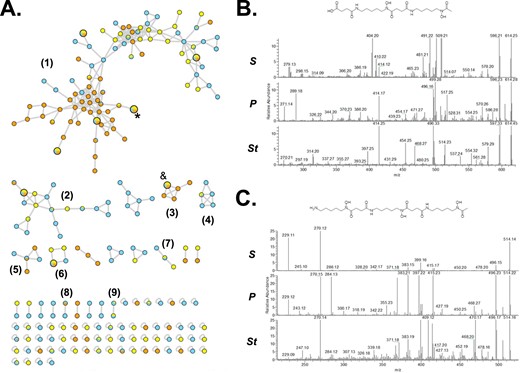 A GNPS networks revealed 9 conserved clusters of metal-chelating metabolites produced by core bacteria of the genera Pantoea (Blue), Serratia (Yellow), and Stenotrophomonas (Orange). Four of these clusters included at least one metabolite shared amongst all three genera, but cluster 1 had four of these metabolites. Ferrioxamines H (*) and B (&) were identified in clusters 1 and 3, respectively, after a combined manual and GNPS annotation. Selected metabolites of each group, and their MS features, are provided in Table S13. B Ferrioxamine H and C Ferrioxamine B. MS/MS spectra of these known siderophores was manually analyzed and compared with standards and databases to confirm the validity of the GNPS annotation. SSerratia, PPantoea, StStenotrophomonas.