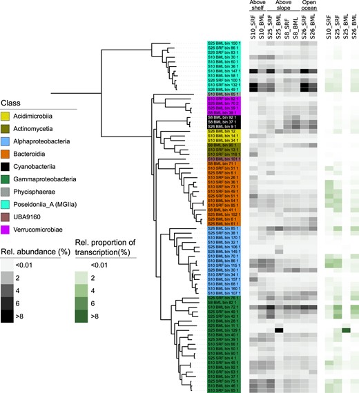 The tree was calculated from a concatenated alignment of 16 single-copy ribosomal protein genes (SC-RBPs), with a threshold of at least 8 genes per MAG for inclusion in the tree. Relative abundance of MAGs was defined as the quotient between the truncated average sequencing depth of the MAG and the average sequencing depth of 16 SC-RBPs in the sample. Relative proportion of transcription was defined by the average TPM value of the MAG-encoded 16 SC-RBPs and the whole sample average TPM values for the 16 SC-RBPs.