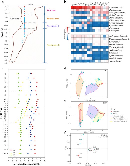 a Vertical cross-section and sampling sites through the Sansha Yongle Blue Hole. Blue dots represent samples that were analyzed by 16 S rRNA sequencing; Red dots represent samples that were metagenomic sequenced. b The relative sequence abundance of dominant microbial groups (phylum and class, top 10). c The abundance of bacterial and archaeal 16 S rRNA genes for free-living and particle-associated lifestyles by qPCR analysis. F, free-living lifestyle. P, particle-associated lifestyle. d, e The PcoA results about DNA and RNA sequencing of microbial present across fine depths. f Nonmetric multidimensional scaling (NMDS) of the microbial communities based on the functional compositional similarity (Bray–Curtis distances) among the 14 samples based on clusters of KEGG orthologous groups (KOs).
