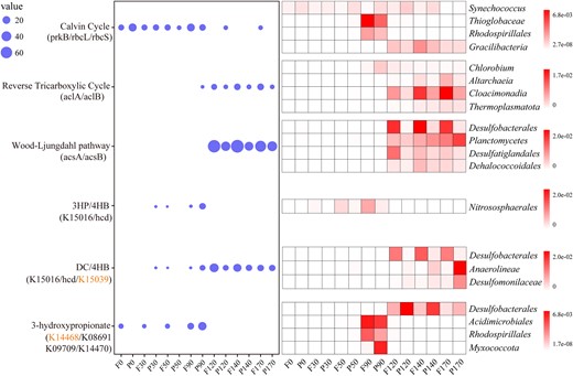 The average abundance of the carbon fixation marker genes at different depths (left). prkB: phosphoribulokinase, K00855; rbcL: ribulose-bisphosphate carboxylase large chain, K01601; rbcS: ribulose-bisphosphate carboxylase small chain, K01602; aclA: ATP-citrate lyase alpha-subunit, K15230; aclB: ATP-citrate lyase beta-subunit, K152301; acsA: anaerobic carbon-monoxide dehydrogenase, K00198; acsB: acetyl-CoA synthase, K14138; 3-hydroxyacyl-CoA dehydrogenase: K15016; 4-hydroxybutyryl-CoA dehydratase: K14534; 3-hydroxypropionate dehydrogenase: K15039; malonyl-CoA reductase: K14468; malyl-CoA/(S)-citramalyl-CoA lyase: K08691; 3-methylfumaryl-CoA hydratase: K09709; 2-methylfumaryl-CoA isomerase: K14470. The orange marked genes mean deletion in all samples. The top four affiliated groups containing them shown in the heat map (right) in depth-profiled samples determined by metagenomic analysis. F free-living, P particle-associated.