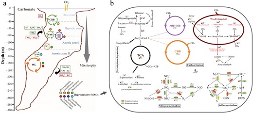 a The overview of carbon fixation pathways and representative clades along vertical gradient. Cycle circles represent distribution of different carbon fixation pathways, and the colored dots were eight representative clades nearby. The box is the possible source of electron donors and electron acceptors for carbon fixation in different layers. The big arrow reflected the tendency of mixotrophy for these clades from the top to the bottom. b The inferred metabolic capabilities in eight representative MAGs. Predicted metabolic pathways and corresponding genes that may drive carbon fixation in eight representative MAGs are indicated by colored dots to demonstrate the comparison between clades. Metabolic pathways included carbon fixation, sulfur, nitrogen metabolisms and carbohydrate degradation. The colored ellipse represent oxidation, reduction reaction and disproportionation. The white dots represent missing this pathway.