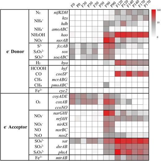 Heatmaps showed the marker genes abundance for electron donors and electron acceptors at different depth. Pathways that were not represented in a given sample remain white.