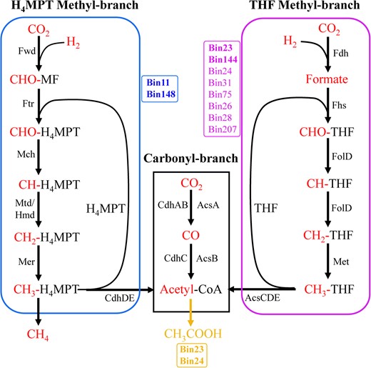 The WL pathway consists of the carbonyl and methyl branches that reversibly reduce CO2 to acetyl-CoA. THF and H4MPT generally regarded as two versions of the methyl branch. The complete WL pathway was considered present only if all of the genes encoding at least one full enzymatic pathway capable of carrying out that metabolic process were found in genomes. These MAGs all contained the genes of carbonyl-branch. Blue and pink represent H4MPT and THF methyl-branch, respectively. The bold pink Bins (Bin23, Bin144) represent that harbored complete H4MPT methyl-branch, other regular pink Bins represent that lacked the fdh gene at first step but have alternative formate dehydrogenase subunits. Thus, a total of ten Bins could contain the complete WL pathway. The bold yellow Bins represent that can generate acetyl-CoA to acetic acid via the complete WL pathway and phosphate acetyltransferase-acetate kinase pathway.