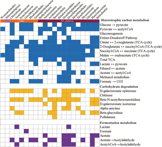 Filled boxes indicate the presence of the metabolic process or bioenergetic complex in the corresponding genome while empty boxes indicate its absence. A metabolism was considered present only if the marker genes encoding full enzymatic pathway capable of carrying out that metabolic process were found in the genome.