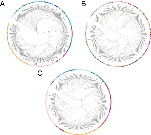 A 16 S rRNA, (B) tuf1, (C) tuf2. Species names were annotated by whole genome sequencing. The outer ring was colored based on published species names and circles on the tips denoted these species have identical amplicons. Alkalihalobacillus clausii was used as the outgroup to root the tree.