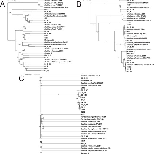 A Phylogenetic tree constructed by partial tuf gene, (B) complete genome, and (C) 16S rRNA gene. Bacillus spp. were recently isolated or strains with publicly available genomes in NCBI GenBank was obtained using the Neighbor-Joining method. Numbers depicted on the branches indicate bootstrap values.
