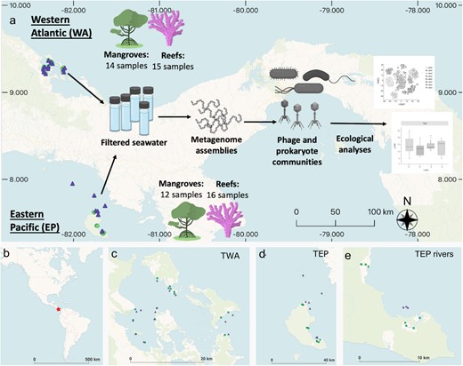 a Graphical abstract of project approaches. b World map with Panama denoted as red star. c Map of sample sites from the Tropical Western Atlantic (WA) coast of Panama. d Map of sample sites from Tropical Eastern Pacific (EP) coast of Panama. e Map of EP mangrove samples zoomed in on those collected along two freshwater rivers and the nearby reef samples. Green circles are mangrove samples. Purple triangles are reef samples.