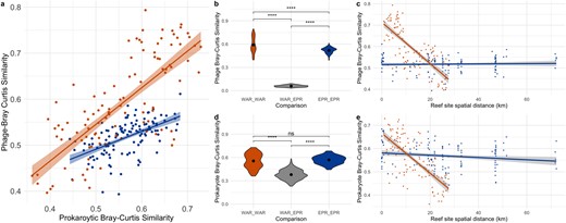 a Phage Bray–Curtis similarity between samples within the WAR or EPR plotted against the prokaryotic Bray–Curtis similarity of those two samples. Points and lines are colored by ocean. Violin plots of phage (b) and prokaryotic (d) Bray–Curtis pairwise similarity of samples within the same ocean (EP_EP, WAR_WAR) or between oceans (WAR_EPR). Bray–Curtis similarity of the phage (c) or prokaryotic community (e) of two samples plotted against the distance between reef sites within the EPR or WAR. Colors correspond to ocean or ocean comparison of samples (WAR - orange, EPR - blue, Both oceans - gray). Lines correspond to linear regression with standard error shaded. Significance in boxplots indicated by stars with the following p values: **** < 0.0001, ns not significant.
