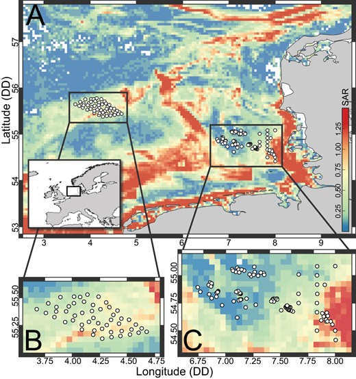 A Map of the central and south-eastern North Sea with stations sampled with van Veen grabs. The background heatmap displays the bottom trawling intensity calculated as swept area ratio (SAR) per year (see the main text for details on SAR). Panels (B, C) show zoomed sections of the two areas sampled on two different expeditions (HE538 and HE562).