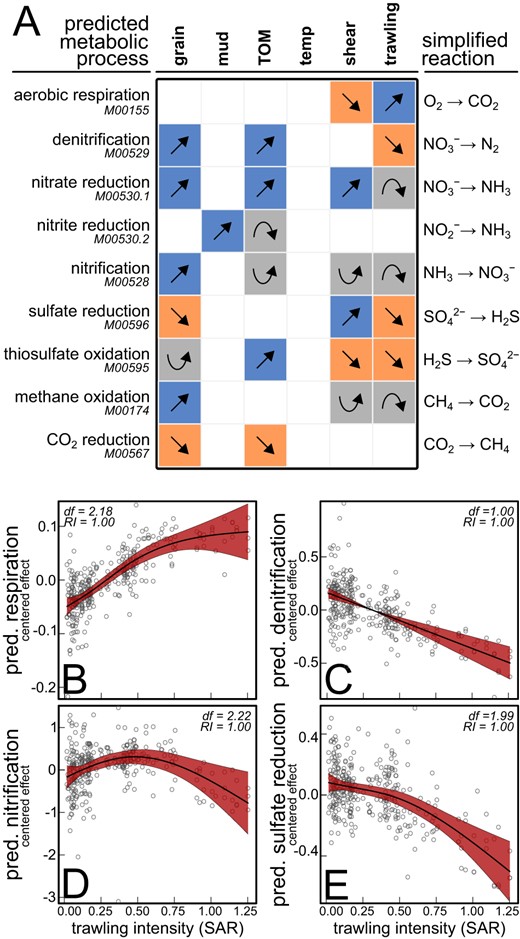 A Simplified trends estimated by GAMMs fitted on several predicted metabolic groups, based on KEGG gene modules (see main text for details). Partial effects estimated by GAMMs for bottom trawling only on predicted (B) aerobic respiration, (C) denitrification, (D) nitrification and (E) sulfate reduction. The vertical axes are centered and expressed on the scale of the response (which was expressed as the natural logarithm of the sum of predicted KOs in the module). The estimated degrees of freedom (df) of each smooth and the relative importance (RI) of each term are indicated in the top left corner. Shaded areas show the 95% confidence regions.