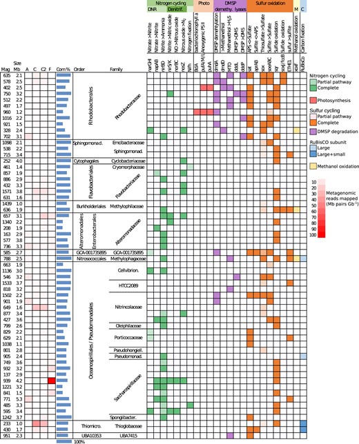 MAG - MAG number; Mb - MAGs size in Mb pairs; Relative abundance heatmap - Mb pairs per Gb (see key on right); Com - genome completeness estimate; DNR - Dissimilatory Nitrate Reduction, consisting of narGHI - nitrate reductase alpha, beta and gamma subunits; napAB - nitrate reductase subunits; nirBD - nitrite reductase subunits; Denitrification pathway consisting of nirS/nirK - nitrite reductases (NO - forming); norB/norC - nitric oxide reductase subunits; nosZ - nitrous oxide reductase. Nitrogen fixation - consisting of nifH (nitrogenase). Photo - bacterial photosynthetic genes consisting of bclA - bacteriochlorophyll a; pufA/pufM/pulL - light-harvesting complex 1 alpha chain/photosynthetic reaction center M and S subunits. DMSP demethy. - dimethylsulfoniopropionate demethylation pathway genes consisting of dmdA (DMSP demethylase) and dmdD ((methylthio)acryloyl-CoA hydratase) which forms methanethiol; MTO - methanethiol oxidase. DMSP lyases - consisting of dddL/dddP/dddQ which form dimethyl sulfide (DMS). Sulfur oxidation - genes involved in sulfur oxidation via reverse-acting dissimilatory sulfate reduction, encoded by sat (sulfate adenylyltransferase) and aprAB (adenylylsulfate reductase subunits); sulfate oxidation via the Sox multi enzyme system consisting of the complete group SoxXYZABCD; soeABC - sulfite dehydrogenase subunits; sqr - sulfide:quinone oxidoreductase; soxJ/fccB - sulfide dehydrogenase; ETHE1 - sulfur dioxygenases. Methanol oxidation - xoxF - methanol dehydrogenase.