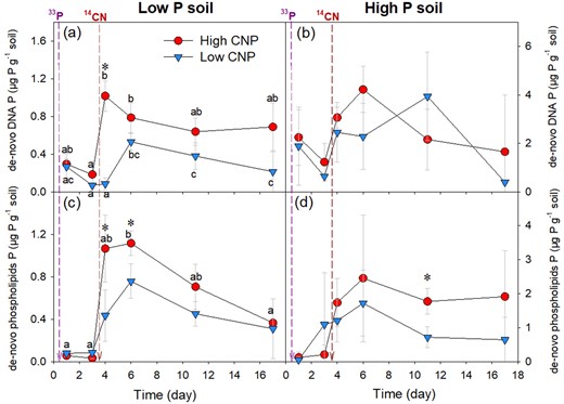 The DNA P and phospholipids P are formed from bioavailable P taken up from the soil solution after low and high CNP addition in a low P soil (a, c) and a high P soil (b, d). Solid circles and triangles represent means, and error bars show standard deviation (n = 4). Purple dash arrow indicates the time of 33P-phosphate addition, and red dash arrow indicates the time of 14C-glucose and ammonia sulfate addition. “*” means significant difference between the two nutrient levels, and lowercase letters indicate significant difference among sampling dates within one treatment with p < 0.05.