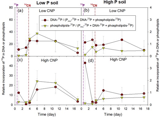 These ratios illustrate the relative incorporation rate of P into DNA and PLFA in a low P soil (a, c) and a high P soil (b, d) amended with two levels of CNP. Purple dash arrow indicates the time of 33P-phosphate addition, and red dash arrow indicates the time of 14C-glucose and ammonia sulfate addition.