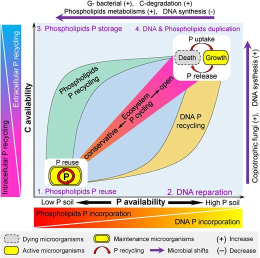 Four modes and the specific mechanistic features underlie them have been proposed: 1. Low C availability in low P soil: rapid P recycling in microbial phospholipids is common because intensive P incorporation into phospholipids and rapid intracellular P recycling. The P from phospholipids is intensively reused within the cells through endogenous metabolism to support microbial maintenance without P release into soil solution, resulting in a more “conservative” ecosystem P cycling. 2. Low C availability in high P soil: soil microorganisms preferentially incorporate P into DNA for DNA reparation but without cell division. This facilitates the shifts of microorganisms from maintenance to the state of ready to grow, because preparation of the accurate and intact genetic information can help with the immediate start of microbial growth. 3. High C availability in low P soil, a disproportionately large P amount is incorporated into phospholipids mainly due to P “refill” of the depleted phospholipids pool. Phospholipids serves as an efficient P storage to resist to further P exhaustion following microbial growth. 4. High C availability in high P soil: P is invested for DNA and phospholipids duplication, but a disproportionately large amount of immobilized P is re-allocated to DNA to meet the boost of nucleic acids demand during rapid growth, leading to a faster DNA recycling. In this case, the extracellular P recycling is accelerated via taking up the P released from dying microorganisms by growing ones, which consequently results in an “open” P cycling in soil. Generally, a DNA P incorporation pattern coupled with intensified extracellular P recycling dominates in soils with high nutrient and high C availability, whereas a phospholipids P incorporation pattern with intensified intracellular P recycling dominates the soils depleted in nutrients and C. The concomitant shifts of fungal composition towards copiotrophs and microbial functions towards DNA synthesis after removal of C deficiency drive transformations from pattern 2 to pattern 4. However, bacterial compositional shifts towards G- and functional switch with strong organic C degradation and phospholipids metabolisms after P exhaustion can induce transformations from pattern 4 to pattern 3.
