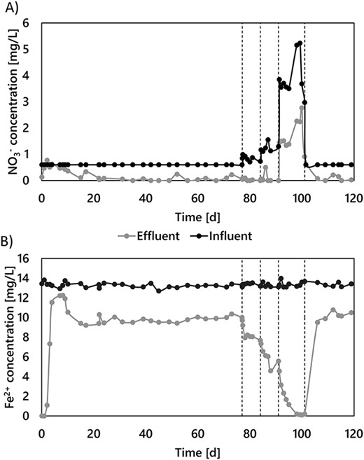 Simultaneous NO3− (A) and Fe2+(B) removals in the groundwater-fed pilot-scale filter during the 120 days of continuous operation. The groundwater Fe2+ concentration was constant throughout the experiment (236 ± 4 μM). NO3− was dosed in the influent to increase the natural groundwater concentration in steps from 8.1 ± 2.1 to 20.2 ± 2.4 μM (NO3− limitation), and up to 83.8 ± 0.6 μM (Fe2+ limitation). Fe2+ and NO3− were proportionally removed throughout the whole experiment, regardless of the limiting nutrient (see Fig. SI 3).