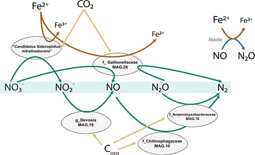 Genome-based conceptual model of substrates fluxes within the microbial community represented by the five most abundant MAGs. Putative autotrophic iron oxidizers perform the upstream part of denitrification, while flanking communities reduce the toxic intermediates to innocuous dinitrogen gas. The putative autotrophic metabolism was inferred based on the presence of ribulose-1,5-biphosphate carboxylase/oxygenase (RuBisCO) and phosphofructokinase (pfk).