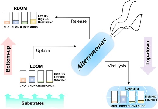 The diagram of DOM transformations (molecular characteristics and elementary compositions (CHO, CHON, CHOS, and CHONS, respectively)) of the Alteromonas culture under the bottom-up (i.e. substrate compositions) and top-down (i.e. viral lysis) controls. LDOM and RDOM represent relative labile and recalcitrant DOMs, respectively, for the Alteromonas culture.