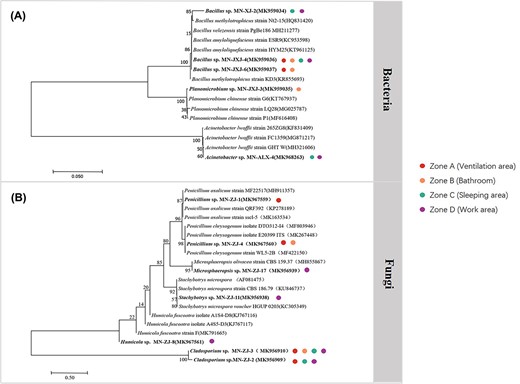 Phylogenetic tree of 16S rRNA genes showing the position of isolated (A) bacteria (B) fungi in the analog cabin. The tree was constructed using the neighbor-joining method and Kimura’s two-parameter model. Bootstrap values (obtained with 1000 sub-samples) >50% are indicated at the nodes. The scale bar indicates 1% nucleotide substitutions. The colored spots represent the location of these microorganisms isolated from the analog cabin.