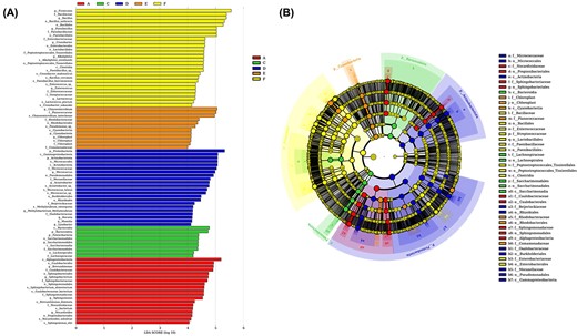 LefSe analysis. LDA score is >4. LEfSe analysis used the alpha value of 0.05, and the comparisons were performed in pairwise using Wilcoxon sum-rank test. (A) LEfSe identified the classified bacterial taxa differently among 6 groups. (B) The cladogram depicts the structure of the microbiota.