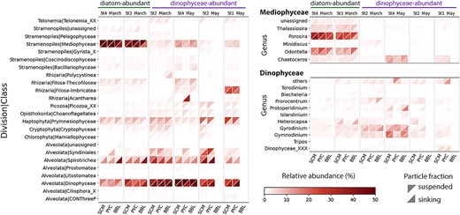 Overview of protistan class composition in Oyashio waters. Only classes with relative abundance greater than 1% in a single sample were retained. For the main classes (Mediophyceae and Dinophyceae), more detailed taxonomic composition is shown at the genus level; only the genera with relative abundance greater than 1% in a single sample are shown. The x-axis indicates different sampling depths. Here and throughout the paper, SCM stands for subsurface chlorophyll maximum layer, PYC for Pycnocline layer, and BBL for bottom boundary layer. Different triangle shapes represent different particle fractions.