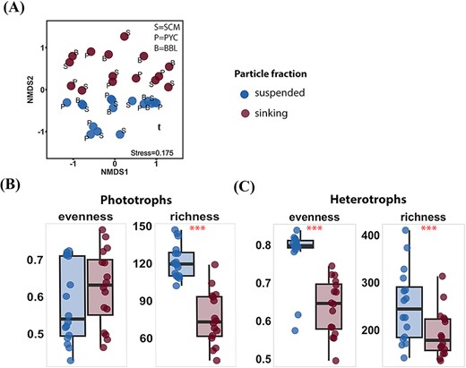 Comparison of microeukaryotic communities detected in different particle fractions. (A) NMDS based on bray–Curtis dissimilarities. Letters indicate depth: S=SCM, P=PYC, B=BBL. (B-C) Evenness and richness indices of phototrophs (B) and heterotrophs (C) groups pooled by particle fractions. Stars indicate significant differences in indices between these two particle fractions, with *p < 0.05, **p < 0.01, ***p < 0.001 (Wilcoxon test).