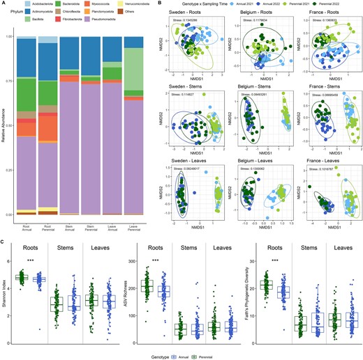 (A) Bacterial taxonomic composition of root, stem, and leaf endophytes from intermediate wheatgrass and annual wheat at phylum level. Samples from three different field sites and two time points (n = 114–120 per plant and compartment) were merged. The category “other” was merged from ASVs with a relative abundance below 0.01. (B) Bacterial community composition of intermediate wheatgrass and annual wheat visualized as NMDS plots divided by the main influencing factors field site and plant compartment. The plant genotype is a major source of bacterial community variation in the roots, but to a lesser extent in the aboveground materials (detailed statistics in Table 1). (C) Bacterial alpha diversity in different plant genotypes and compartments depicted as Shannon H′, species richness, and Faith’s phylogenetic diversity. Three sampling sites and two sampling time points were merged (n = 114–120). The Kruskal–Wallis test, followed by pairwise comparisons with Wilcoxon testing and “fdr” adjustments, was used to assess significant differences, indicated by asterisks (**P < .01 and ***P < .001).