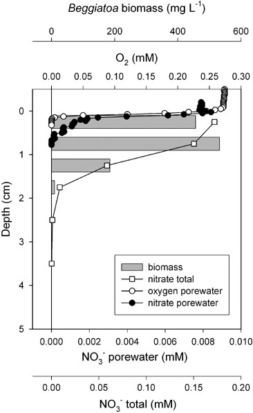Profiles in Eckenförde Bay sediment measured on a retrieved core. Shown are distributions of oxygen and nitrate in porewater, measured with microsensors, total nitrate extracted from frozen and thawed sediment, and Beggiatoa biomass.
