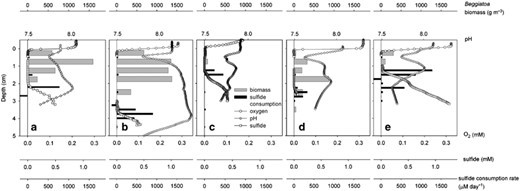Distribution of Beggiatoa biomass, microsensor profiles of oxygen, sulfide and pH, and the rates of sulfide consumption calculated from the local sulfate reduction rates and the sulfide microprofiles. The measurements were made on retrieved cores, in (a) March 2002, (b) March 2002, (c) June 2002, (d) June 2002 and (e) January 2003.