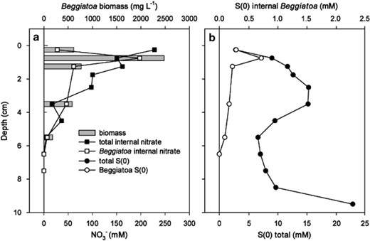 (a) Distribution of Beggiatoa biomass, total intracellular nitrate determined from frozen and thawed cores, and intracellular nitrate from Beggiatoa, total S(0) and intracellular S(0) from Beggiatoa. (b) Distribution from total sedimentary S(0) and intracellular Beggiatoa S(0). Observe the different scales.
