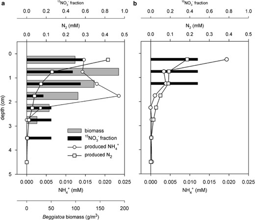 Results from the 15N tracer experiment. (a) The distribution of Beggiatoa biomass, the 15N-nitrate fraction of total nitrate, total produced NH4+ as calculated from the label fraction and produced 15NH4+, and produced N2, calculated from the label fraction and the produced 15N2. (b) The produced NH4+ and N2 in a control core without Beggiatoa. From the difference in NH4+ production between the two cores and the biomass distribution, the DNRA rates per Beggiatoa volume in sediments were calculated. DNRA, dissimilatory nitrate reduction to ammonium.