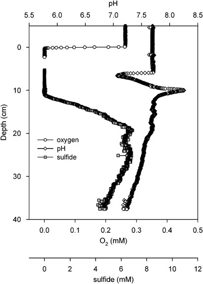 Microprofiles of oxygen, sulfide and pH measured in situ with microsensors mounted on an autonomous profiler. The sediment surface was determined as the depth with the steepest oxygen concentration gradient.