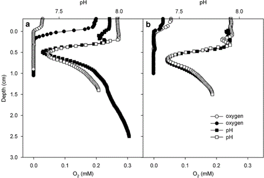 The effect of (a) oxygen decrease and (b) addition of 200 μm nitrate on the subsurface pH profile, measured with microsensors. Closed symbols indicate profiles before treatment, open symbols represent the situation 6–8 h after the change. Oxygen or nitrate have no effect on the pH profiles.