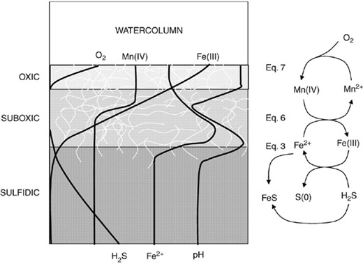Overview of the main geochemical reactions in the oxic (dashed), suboxic (light gray) and sulfidic (dark gray) zones, and the schematic porewater profiles. The profiles are not quantitative. The distribution of Beggiatoa is indicated by the white filaments.