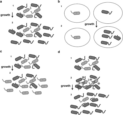 (a) Bacterial growth on a private good (for example, adenosine) with metabolism that is tightly dependent on QS in the presence of a QS inhibitor. Cooperator represents the variant that is resistant to the quorum-sensing inhibitor and able to quorum sense (R), whereas QS represents the variant sensitive to the QS inhibitor and unable to utilize QS (S). Sequential number of cells represents progressive times: (1) initial R and S population; (2) after growth, the R proportion is enriched as it is the only variant that can utilize the private good. (b) Bacterial grown on a private or a public good in confined environments in the presence of a QS inhibitor. Sequential number of cells represents progressive times: (1) initial R and S proportion isolates in different compartmentalized environments; (2) only R can grow, as S needs to exploit R for growing. (c) Bacterial growth on a public good (for example, bovine serum albumin) in the presence of a QS inhibitor. Sequential number of cells represents progressive times: (1) initial R and S population; (2) after growth, the S proportion is enriched as it exploits the public goods that is produced by the R cells. (d) Bacterial growth on a public good in the presence of stress (for example, oxidative stress from host cells) and in the presence of a QS inhibitor. Sequential numbers represent progressive times: (1) initial R and S proportion; (2) oxidative stress is applied to the bacterial population (note that the stress could be due other factors); (3) as S is much more sensitive to stress, R is selected.