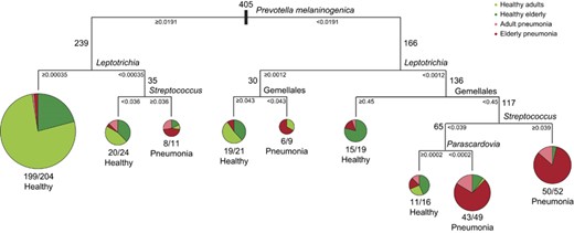 Decision tree model to distinguish healthy individuals from pneumonia patients based on URT microbiota composition. On the basis of random forest analysis, seven variables (Prevotella melaninogenica OTU rank 5, Leptotrichia, Streptococcus OTU rank 8, Gemellales, Parascardovia, Prevotella OTU rank 20 and Veillonella dispar) were found to be most important in the discrimination between healthy controls and pneumonia patients. Measures of impurity (Gini- and information indices) were used to identify the most discriminative OTUs based on the random forest analysis. Subsequently, these OTUs were used to construct a decision tree model, which was based on the relative abundance of Prevotella melaninogenica, Leptotrichia, Streptococcus, Gemellales and Parascardovia. From the root of the tree, each branch represents a division of the initial group based on the relative abundance (shown in small font) of an OTU. The numbers (regular font size) neighboring the branches depict the number of individuals before each split. Adjacent to the branch ends are circle graphs illustrating the number of individuals (represented by the surface of the circles, colored by the study group they originate from) that are stratified by the prior split. Light green, healthy adults; dark green, healthy elderly; light red, adult pneumonia and dark red, elderly pneumonia. The numbers below the graphs represent the exact proportions. The combined presence and abundance of Prevotella and Leptotrichia appears to be the strongest determinant for respiratory health.