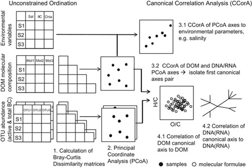 Flowchart demonstrating the statistical approach applied in the study. Detailed explanation is provided in the Materials and methods section of the manuscript. Unconstrained ordination (PCoA, 2) based on Bray-Curtis dissimilarity matrices (1) of DOM molecular composition and total/active microbial community composition (OTU abundances) was performed for dimension reduction. CCorA was used to find associations between environmental variables (3.1), DOM and BC composition (3.2). The associations were displayed as color-coded correlations in van Krevelen diagrams for the DOM molecular composition (4.1) and in unrooted trees for the microbial community (4.2).