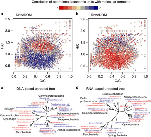 Van Krevelen plots show the correlations of molecular formulae (relative intensities) with the canonical axis associating DOM composition with (a) DNA-based BC composition and (b) RNA-based BC composition. Overall, 40% of molecular formulae occupy an identical location. Plotting was ordered by the absolute correlation value. Unrooted phylogenetic trees of OTUs on species level show the species with the 15 most positive (red) and the 15 most negative (blue) correlations with the canonical axis associating (c) DNA-based or (d) RNA-based BC composition with DOM (u.b. uncultured bacterium). Identical extreme colors of the color gradient (blue and red) for molecular formulae and OTUs indicate molecule–OTU associations, that is, red molecular formulae are associated with red OTUs, blue molecular formulae with blue OTUs.