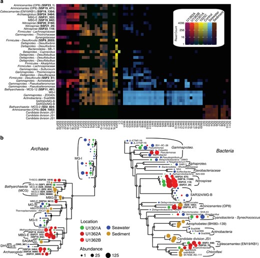 The abundant microbial lineages found within deep subseafloor basement fluids are rare or absent within sediments or seawater. (a) Heatmap of unique Illumina tag sequences rarefied to an even sampling depth (3250 reads) representing the 10 most abundant bacterial and archaeal lineages within borehole 1025C, U1301A, U1362A and U1362B deep subsurface fluids, and the 5 most abundant lineages within control, sediment and seawater samples. The scale bar indicates the total number of reads detected in the rarified samples. (b) Dufrêne–Legendre indicator species analysis of archaea and bacteria based on unique reads rarefied as in Figure 2 and using 1000 randomized iterations to calculate probabilities. The abundance of unique reads corresponding to each unique taxonomic lineage/sample source combination is indicated by circle size.