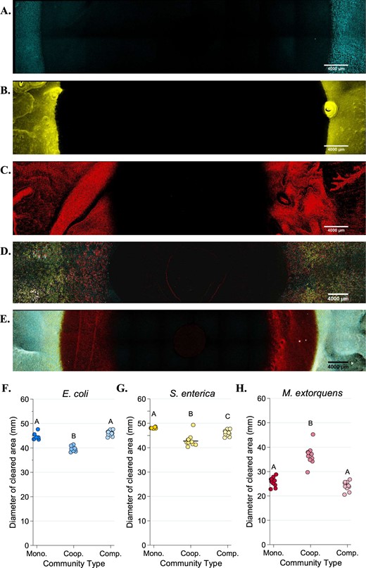Fluorescent microscopy images of Petri plates with ampicillin antibiotic discs. An AZ100 confocal fluorescent macroscope at ×3.40 magnification was used to image 12 × 2 fields of view of each Petri plate to visualize E. coli (CFP, in blue), S. enterica (YFP, in yellow) or M. extorquens (RFP, red). a–e Representative images of E. coli monoculture (a), S. enterica monoculture (b), M. extorquens monoculture (c), cooperative community (d), and competitive community (e). Quantification of the diameter of the species-specific zone of clearing for E. coli (f), S. enterica (g), and M. extorquens (h) in each growth condition was performed in Elements software. The average of three technical replicate diameters was calculated to obtain a single measurement. At least 6 biological replicates were obtained for each species/growth condition. Pairwise comparisons of median diameter of clearing were performed using a Mann–Whitney U test, with a Bonferroni correction applied for three multiple comparisons. Significant differences are noted by different letters above each cluster