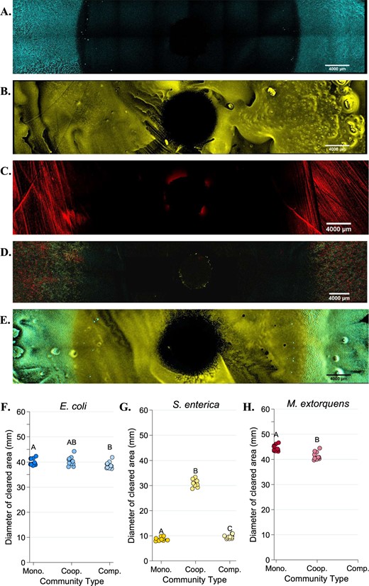 Fluorescent microscopy images of Petri plates with tetracycline antibiotic discs. An AZ100 confocal fluorescent macroscope at ×3.40 magnification was used to image 12 × 2 fields of view of each Petri plate to visualize E. coli (CFP, in blue), S. enterica (YFP, in yellow) or M. extorquens (RFP, red). a–e Representative images of E. coli monoculture (a), S. enterica monoculture (b), M. extorquens monoculture (c), cooperative community (d), and competitive community (e). Quantification of the diameter of the species-specific zone of clearing for E. coli (f), S. enterica (g), and M. extorquens (h) in each growth condition was performed in Elements software. The average of three technical replicate diameters was calculated to obtain a single measurement. At least 6 biological replicates were obtained for each species/growth condition, except for M. extorquens in competition in tetracycline, for which no RFP signal could be detected. Pairwise comparisons of median diameter of clearing were performed using a Mann–Whitney U test, with a Bonferroni correction applied for three multiple comparisons. Significant differences are noted by different letters above each cluster