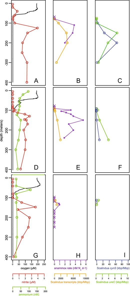 Anammox rates and representation of ETNP Ca. Scalindua transcripts relative to dissolved oxygen, ammonium, and nitrite concentrations at three ETNP stations: 6 (a–c), 7 (d–f), and 3 (g–i). The first column displays dissolved oxygen (black line, μM), nitrite (red circles and line, μM), and ammonium (green circle and line, nM). An ammonium profile at station 6 showed concentrations consistently above 140 nM, which is inconsistent with all other stations sampled and with AMZ literature to date. We therefore interpret this signal as potential contamination and have excluded these data. The second column displays anammox rates (purple line and circles) and the cumulative contribution of all transcripts recruiting to ETNP Ca. Scalindua (orange circle and lines, kbp/Mbp). Purple crosses denote non-significant rates. Transcript representation is calculated as length-corrected kilobase pairs of transcripts mapping (via BLASTX, with bit score >50 and AAI >95%) to a composite ETNP Ca. Scalindua SAG database, per Megabase pairs sequenced. The third column designates the activity and distribution of cyanate hydratase (cynS) and urease (ureC) transcripts associated with ETNP Ca. Scalindua. For all rows, the y-axis indicates water column depth. SAG samples were collected from 125 to 300 m at station 6 in 2013