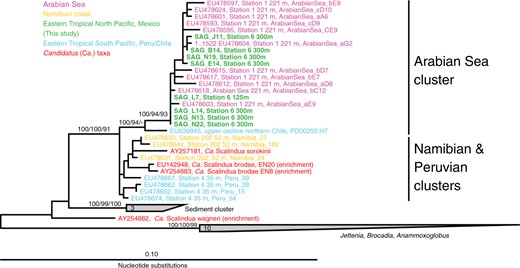 16S rRNA gene-based phylogenetic placement of 8 ETNP Ca. Scalindua-related SAGs from two anoxic depths in the ETNP AMZ. Full length (>1500 bp) 16S rRNA genes were identified in SAGs using RNAmmer, and characterized phylogentically relative to database sequences. The phylogeny was estimated using maximum likelihood in ARB with boot strap values based on Neighbor joining, maximum likelihood, and maximum parsimony using 1000, 100, and 1000 boot-strap re-samplings, respectively. Maximum likelihood support values are based on approximate likelihood Bayesian ratios (‘abayes’)
