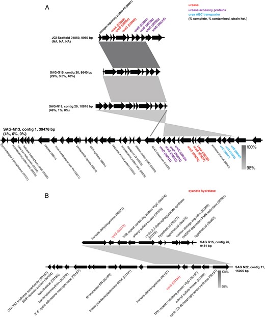 Gene order and synteny of putative urease (a) and cyanase (b)-encoding contigs identified in SAGs and a metagenomic assembly (JGI Scaffold). Gray shading indicates nucleotide similarity based on BLASTN using the default settings in EasyFig