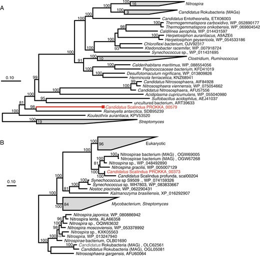 Maximum likelihood-based phylogeny of the ureC gene encoding the urease alpha subunit (a) and the cynS gene encoding cyanase (b). Representative sequences recovered from ETNP Ca. Scalindua SAGs are highlighted in red, relative to homologs identified as best matches in BLASTP queries of the SAG sequences against the NCBI nr database (black). For both trees, support values are based on approximate likelihood Bayesian ratios (‘abayes’), and trees were constructed using the maximum likelihood method