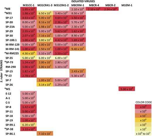 Plaque-forming units (PFUs) per milliliter obtained when challenging the different S. ruber strains shown in the left (in vertical) with the newly isolated viruses (top horizontal names), colored according to the order of magnitude of the obtained PFU/ml. All the strains yielding plaques with the viruses were isolated from Mediterranean salterns except C-5 (Atlantic). Other strains analyzed that did not yield PFU with the assayed viruses were: Mediterranean (P-18*, ES-4, SP-3, SP-22, SP-23B, SP-24, SP-51, SP-57, SP-79, M-RM-30.2, M-RM-84, M-RM-101, M-RM-103, M-RM-117, M-RM-131, M-RM-174.1, M-RM272 and M-RM-158*), Atlantic (C-6, C-7, C-9, C-14, C-15, C-17, C-24, C-27 and C-29) and Peruvian (PR-1, PR-2, PR-3, PR-4 and PR-8). ‘M’ and ‘SP/P’ at the beginning of the name of the strains indicate that they were isolated from Mallorca or Santa Pola, respectively. Strains marked with asterisks (in the figure and the figure legend) were used in the targeted metavirome experiment.