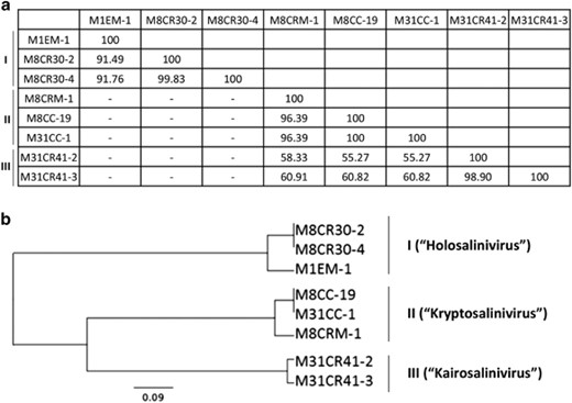 Overall genomic comparison of the newly isolated viruses. (a) Average nucleotide identity (ANIb) values obtained with JSpecies software, ‘−’ indicates no significant homology. (b) UPGMA clustering tree based on the MUSCLE analysis showing the three viral groups.